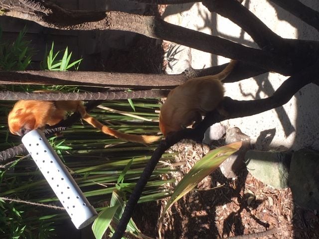 Symbio Wildlife Park - Thursday 15th October, 2020 Image -5f8d03b7dbe44